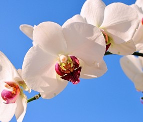 观山湖正规助孕捐卵机构，附正规捐卵机构报名表！